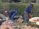 Large dangerous tree is felled using chainsaws