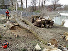 The felled Sycamore trees