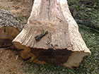 Tree trunk split on impact with ground
