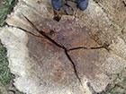 Dead Ash Tree split through its trunk
