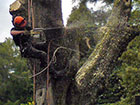 Sectional Dismantling - Tree trunk removal